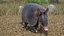 3D Armadillo in Walking Pose Black Fur for Cinema 4D model