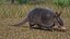 3D Armadillo in Walking Pose Black Fur for Cinema 4D model