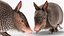 3D Armadillo in Walking Pose Black Fur for Cinema 4D model