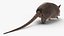 3D Armadillo in Walking Pose Black Fur for Cinema 4D model