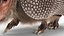 3D Armadillo in Walking Pose Black Fur for Cinema 4D model