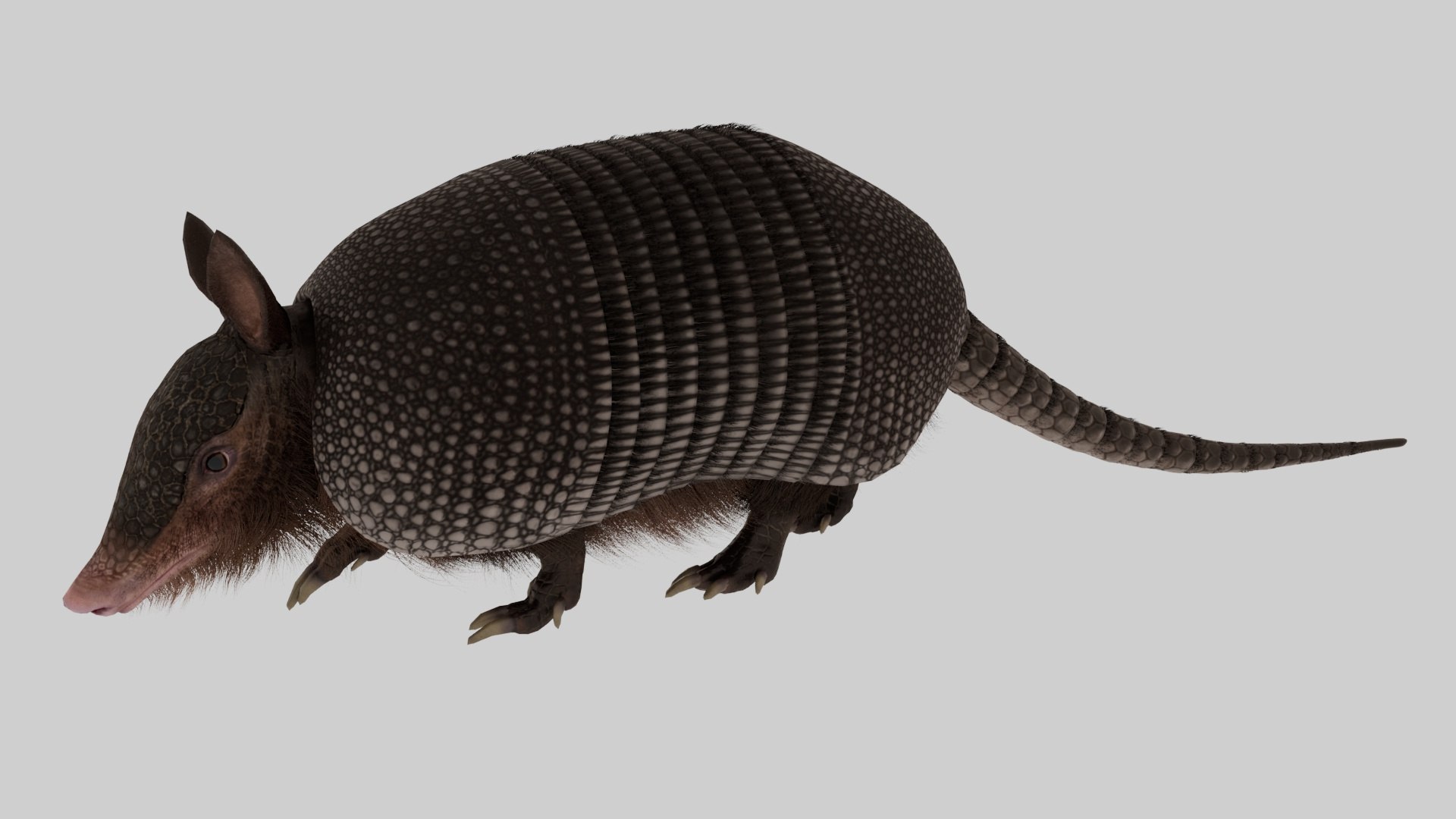 3D Armadillo in Walking Pose Black Fur for Cinema 4D model https://p.turbosquid.com/ts-thumb/py/ndVKu9/oL/armadillo_in_walking_pose_black_fur_for_cinema_4d_1002/jpg/1744457883/1920x1080/fit_q87/d52841b2841a914d5d9d934b6083cf1e655744eb/armadillo_in_walking_pose_black_fur_for_cinema_4d_1002.jpg