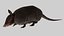 3D Armadillo in Walking Pose Black Fur for Cinema 4D model