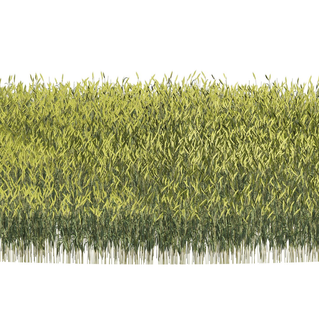 Young Wheat Field model https://p.turbosquid.com/ts-thumb/py/rfglB4/Zm/cover0102/jpg/1671064012/1920x1080/fit_q87/384d7a68084b74018327adfde1ddaa5f91e5442c/cover0102.jpg