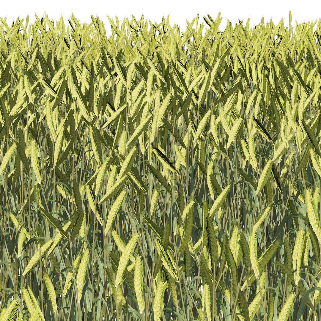 Young Wheat Field model https://p.turbosquid.com/ts-thumb/py/rfglB4/dj/02pp/jpg/1671064001/1920x1080/fit_q87/082f28db40556f5cd802a6add7e5d69ab58400f1/02pp.jpg