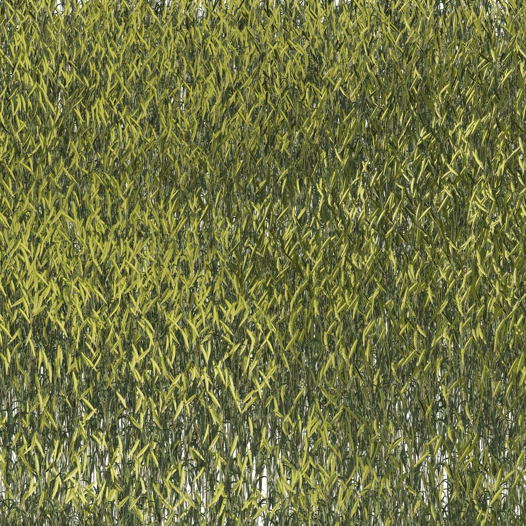 Young Wheat Field model https://p.turbosquid.com/ts-thumb/py/rfglB4/pU/01pp/jpg/1671064003/1920x1080/fit_q87/fe7252a7b1c73122638b42f701520ba2bc5c61ca/01pp.jpg