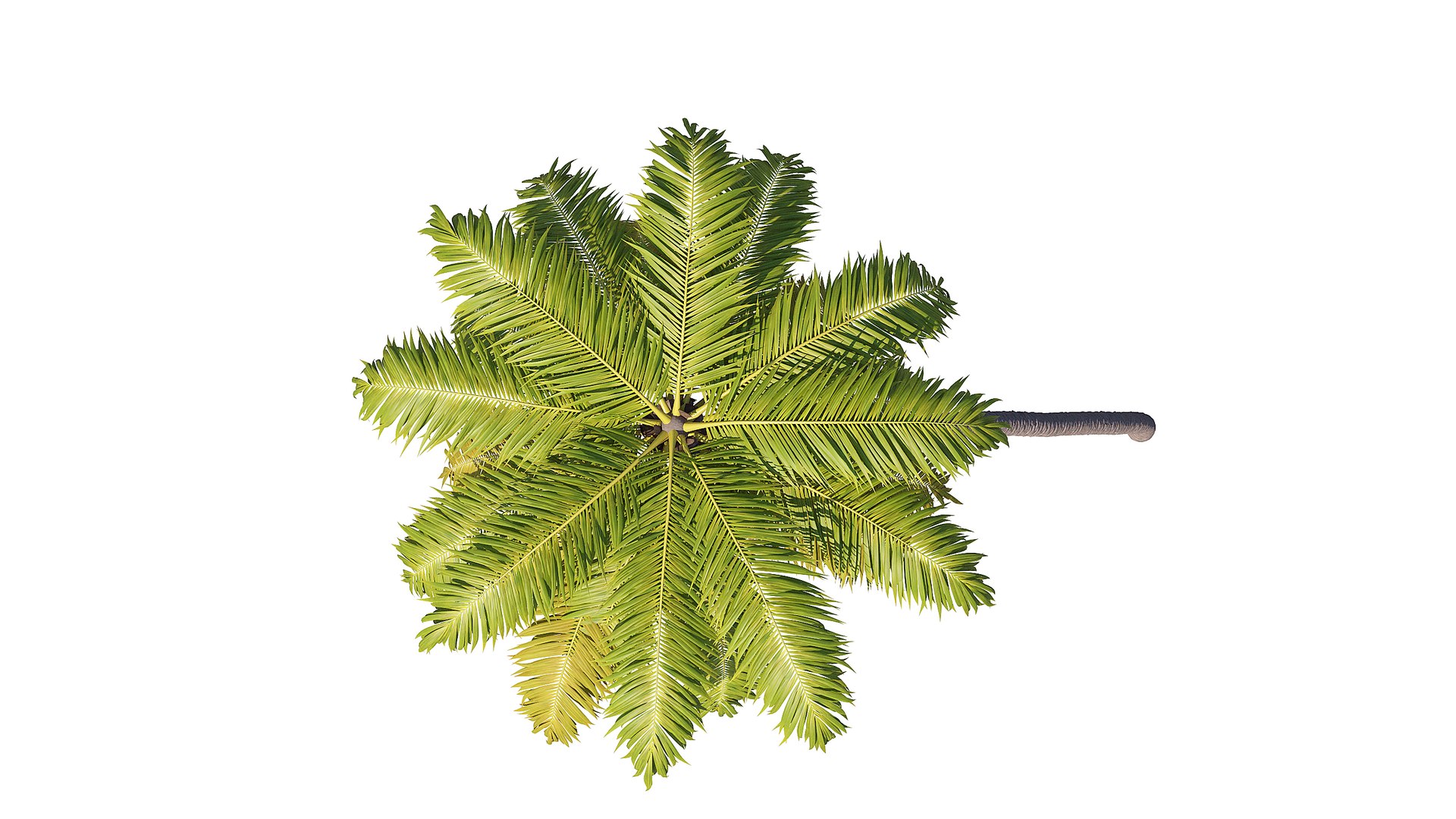 3D Palm 09 model https://p.turbosquid.com/ts-thumb/py/s6NQkJ/1f/render_4/jpg/1754386255/1920x1080/fit_q87/ac1c2690f488687dfad7a7f3ba9409cef64899fb/render_4.jpg