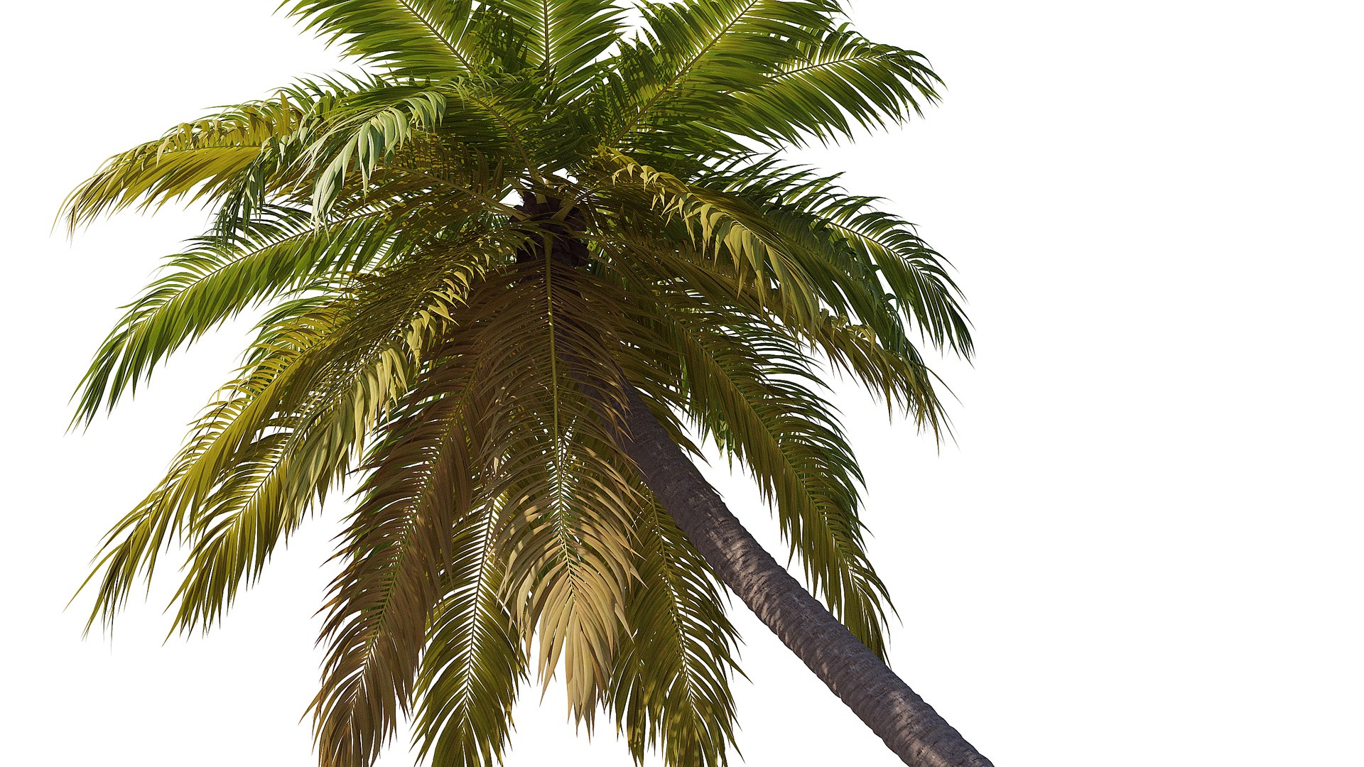 3D Palm 09 model https://p.turbosquid.com/ts-thumb/py/s6NQkJ/9J/render_3/jpg/1754386252/1920x1080/fit_q87/70f597f10e763b5a56e483398887c5936094808c/render_3.jpg
