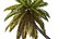 3D Palm 09 model