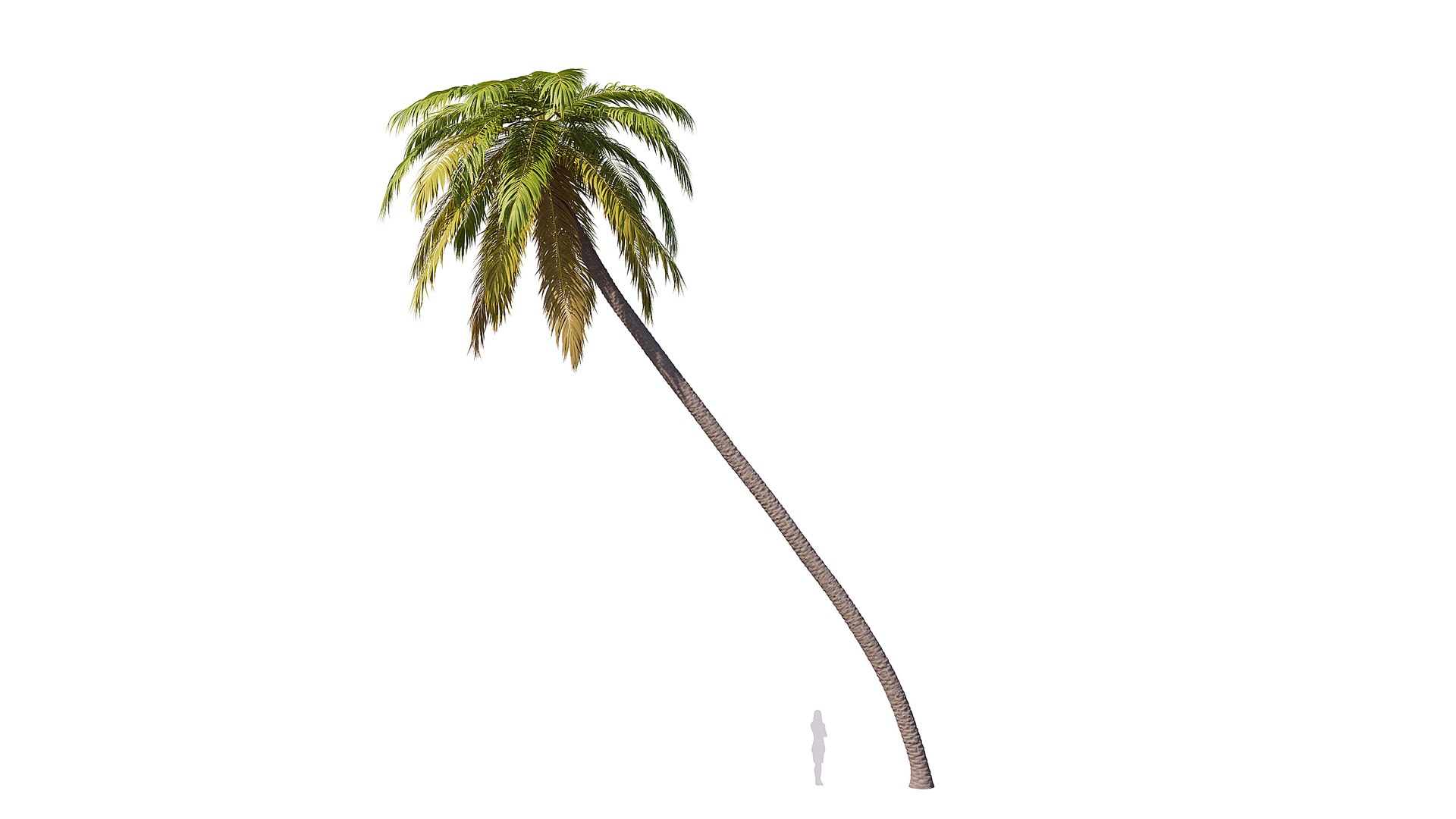 3D Palm 09 model https://p.turbosquid.com/ts-thumb/py/s6NQkJ/Uv/render_2/jpg/1754386247/1920x1080/fit_q87/cc87ab8c9fc68995d95a3ef2b27b27088f89a22b/render_2.jpg