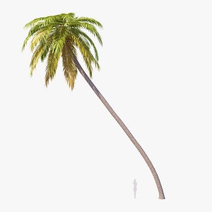 3D Palm 09 model