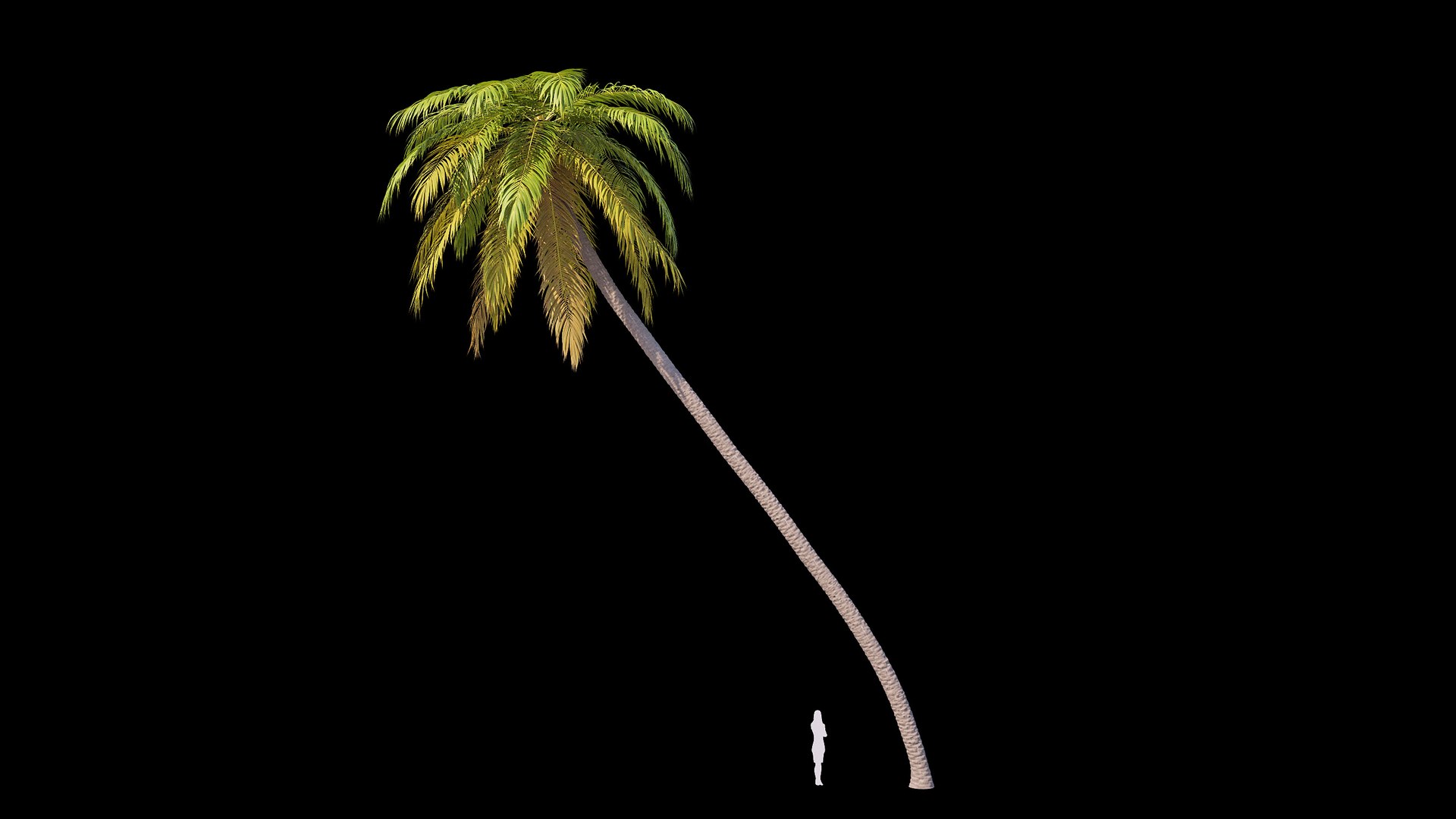 3D Palm 09 model https://p.turbosquid.com/ts-thumb/py/s6NQkJ/lY/render_0/jpg/1754386282/1920x1080/fit_q87/a53106786291044afe6f5db4caeb7036ceb533de/render_0.jpg
