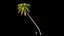 3D Palm 09 model