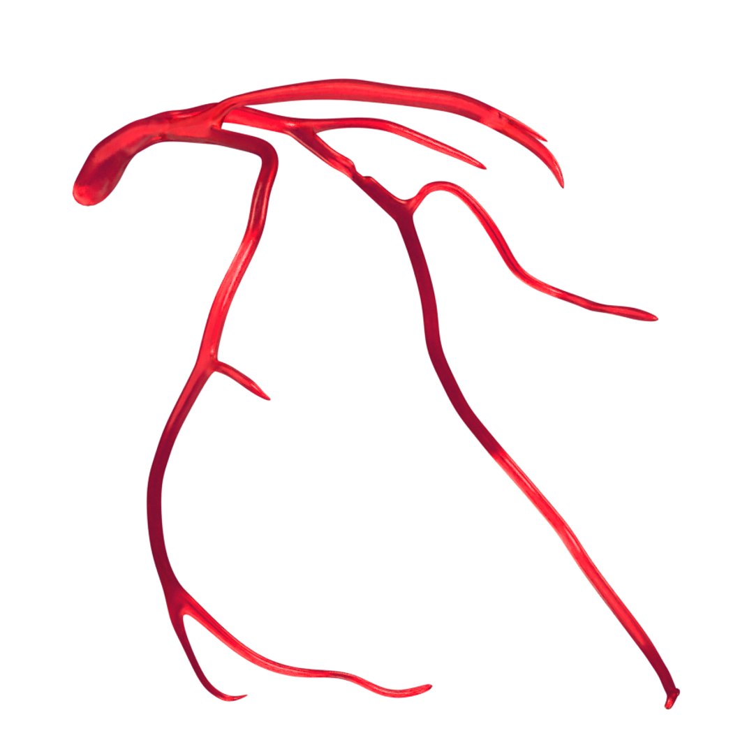 heart artery model https://p.turbosquid.com/ts-thumb/py/zbMgEx/pK9NYDJi/img1/png/1578933621/1920x1080/fit_q87/6d3352d48a6507b0dac7203d1e5452dd44f8499e/img1.jpg