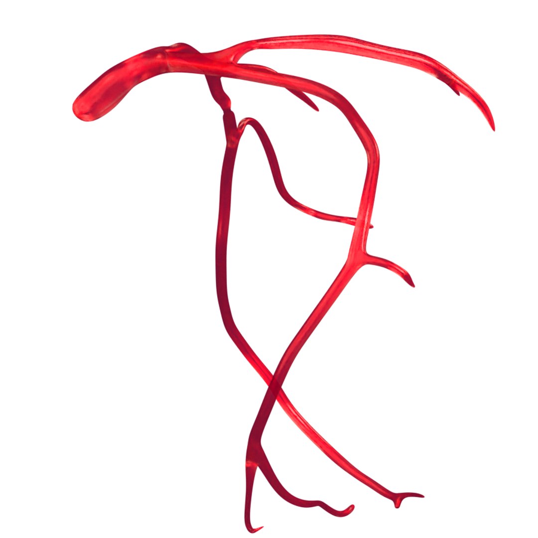 heart artery model https://p.turbosquid.com/ts-thumb/py/zbMgEx/vWqsfC15/img2/png/1578933853/1920x1080/fit_q87/fdc6bf2db0df98bf540dec853779219f3681f9bd/img2.jpg