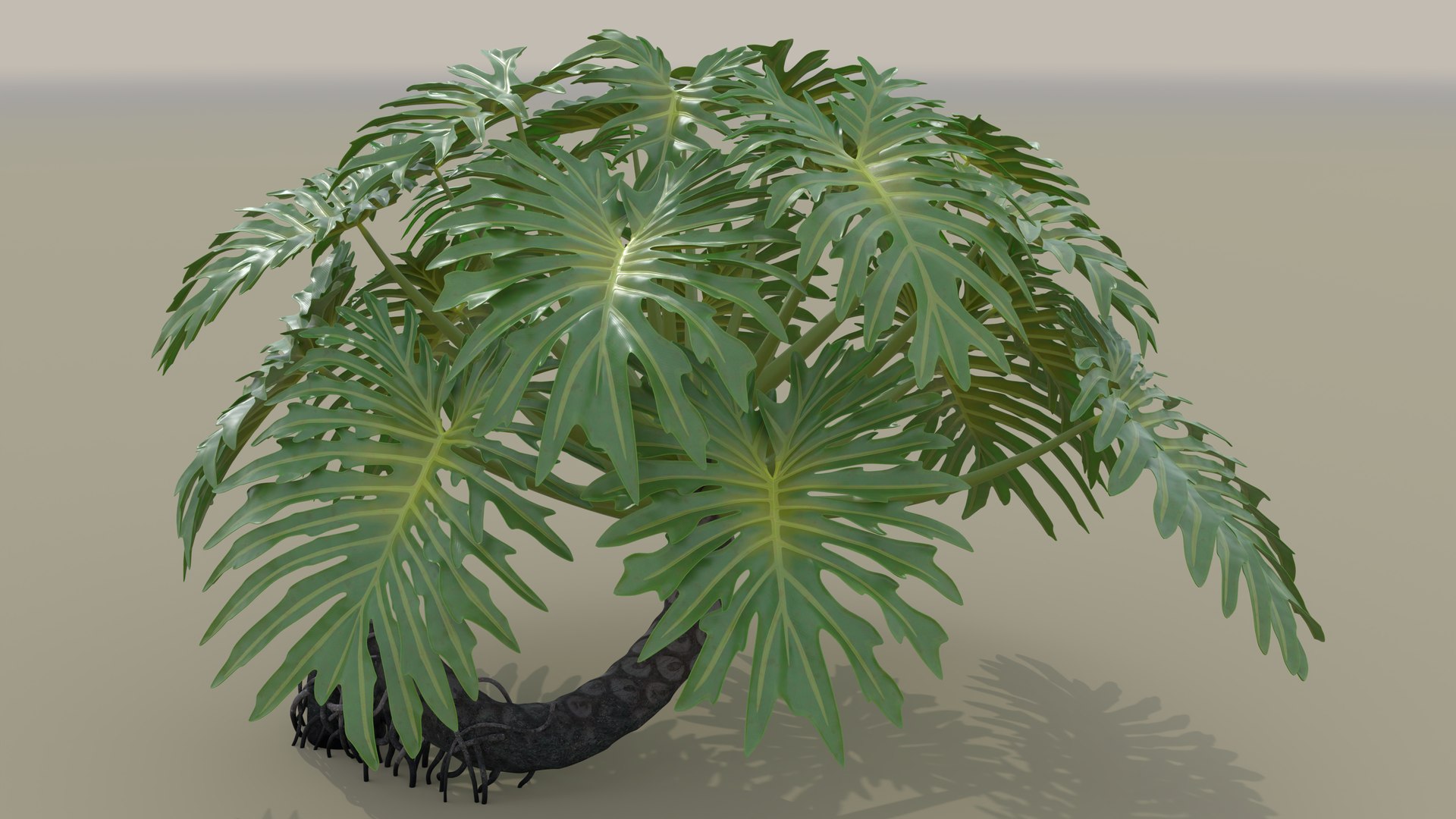Philodendron Selloanum 3D model https://p.turbosquid.com/ts-thumb/pz/4TZRFw/0y/philodendron_selloanum_122_sky_environment/png/1682319032/1920x1080/fit_q87/30b2eb8401f41d0fa80bd9e54c6767f8f198da2d/philodendron_selloanum_122_sky_environment.jpg