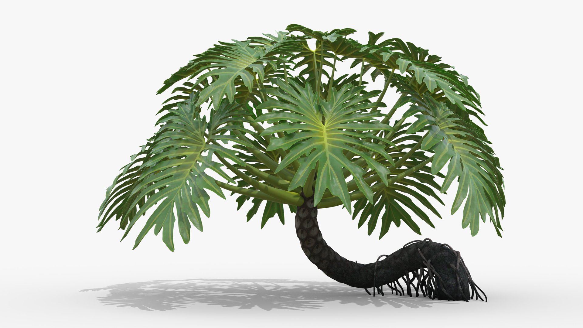 Philodendron Selloanum 3D model https://p.turbosquid.com/ts-thumb/pz/4TZRFw/39/philodendron_selloanum_blank_bg_tt1/png/1682320768/1920x1080/turn_fit_q99/1c2c0e52270b2ad0808629b2e5bda6f2fb759a72/philodendron_selloanum_blank_bg_tt1-1.jpg