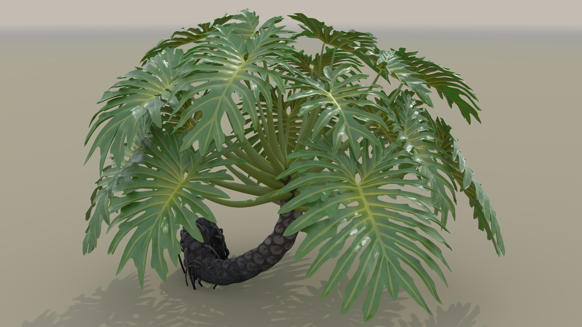 Philodendron Selloanum 3D model https://p.turbosquid.com/ts-thumb/pz/4TZRFw/3p/philodendron_selloanum_132_sky_environment/png/1682319182/1920x1080/fit_q87/1288ab2f635f0c5ac9e01f0579b9bac82f7e24e1/philodendron_selloanum_132_sky_environment.jpg