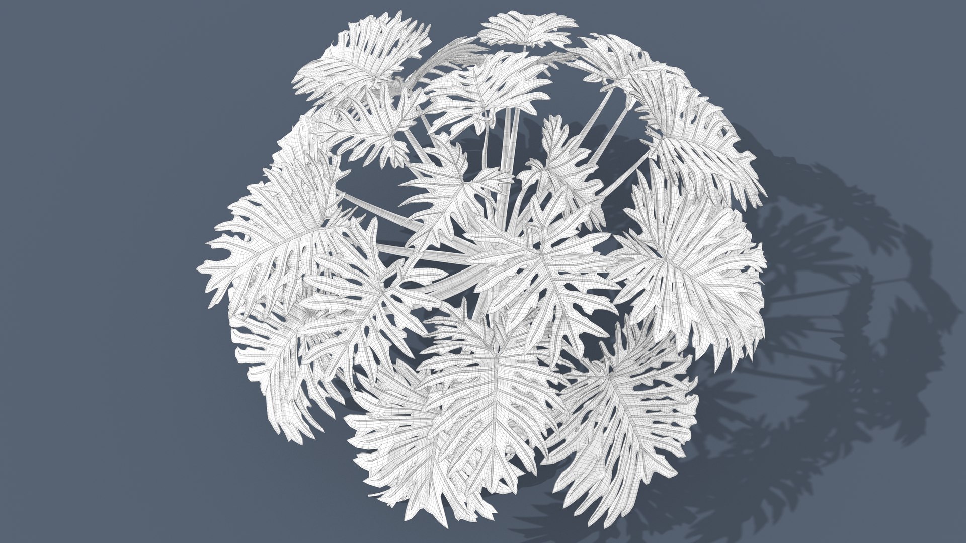 Philodendron Selloanum 3D model https://p.turbosquid.com/ts-thumb/pz/4TZRFw/8S/philodendron_selloanum_233_wireframe/png/1682319310/1920x1080/fit_q87/29b436a1d219990ed5101f9a9d4edfa18b50b86f/philodendron_selloanum_233_wireframe.jpg