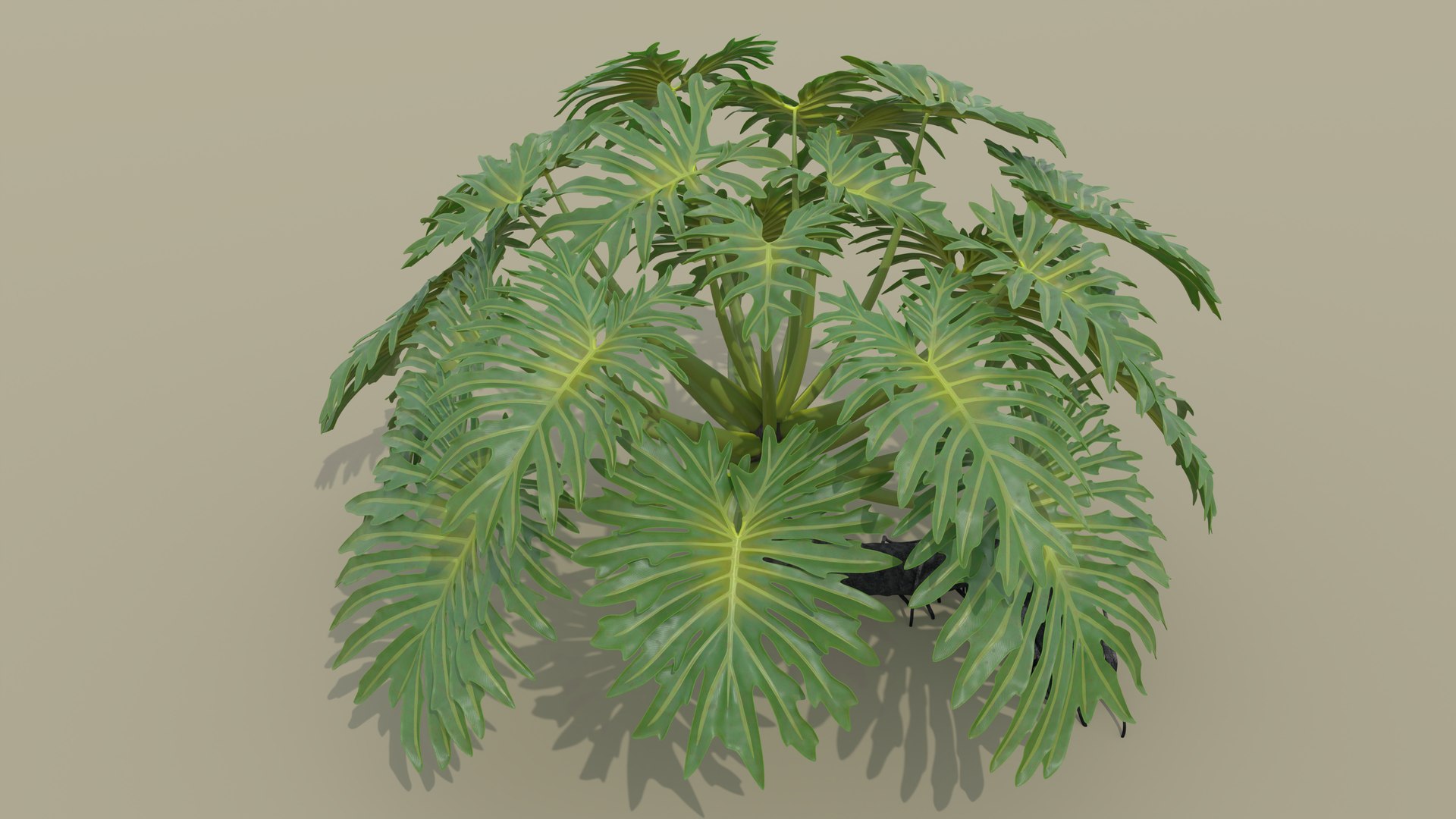 Philodendron Selloanum 3D model https://p.turbosquid.com/ts-thumb/pz/4TZRFw/8U/philodendron_selloanum_202_sky_environment/png/1682319190/1920x1080/fit_q87/ae3f158f9a548fcdbbeec52f20d0203b78409f3d/philodendron_selloanum_202_sky_environment.jpg