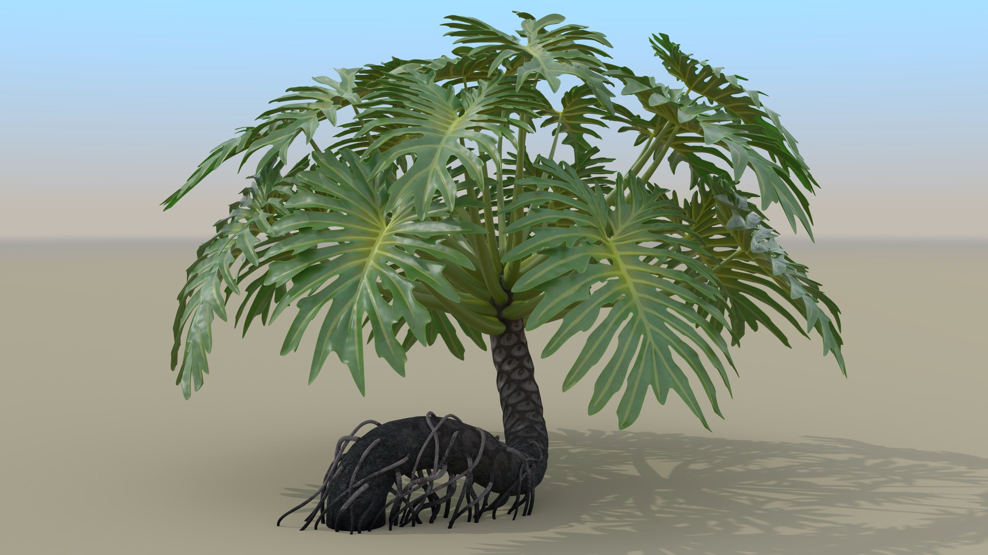 Philodendron Selloanum 3D model https://p.turbosquid.com/ts-thumb/pz/4TZRFw/BH/philodendron_selloanum_112_sky_environment/png/1682318919/1920x1080/fit_q87/f27b491a07703a92ac0417d0ba5a3f80e0166bca/philodendron_selloanum_112_sky_environment.jpg