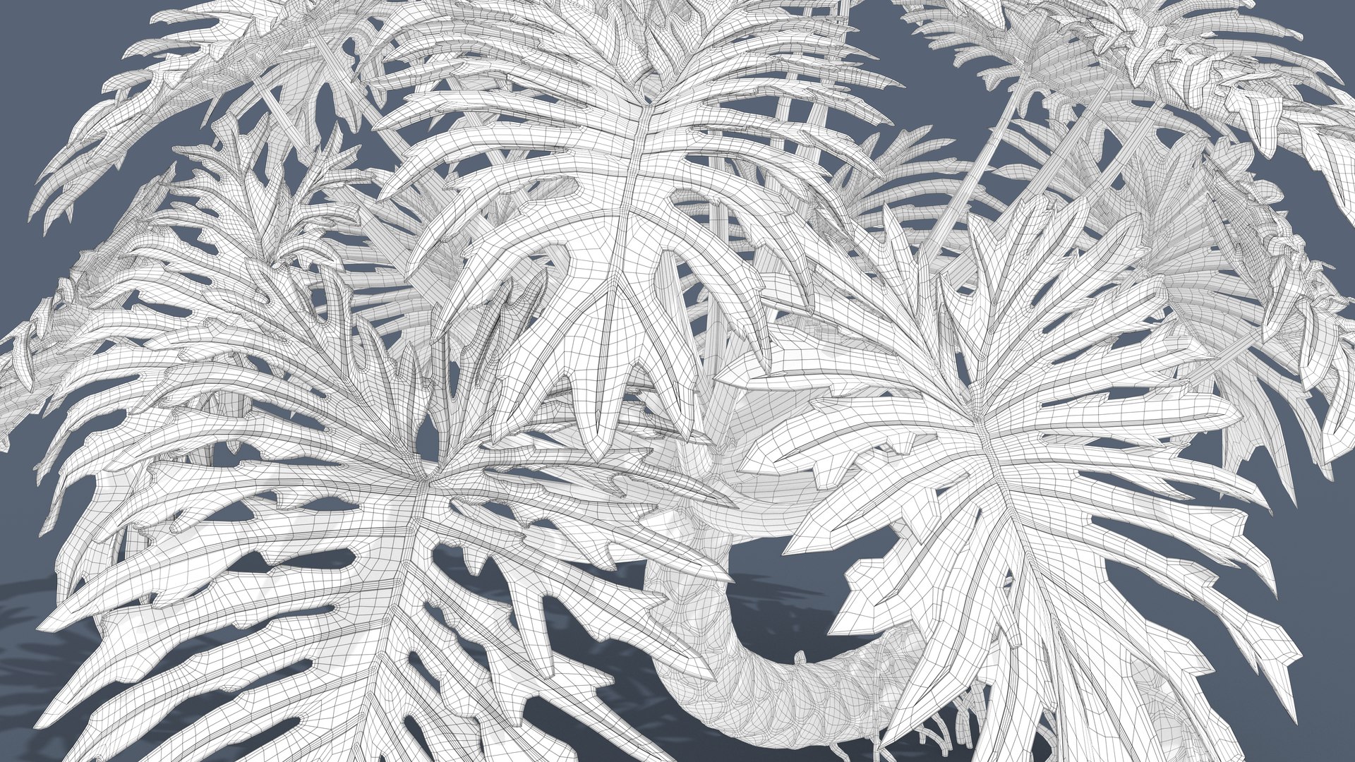 Philodendron Selloanum 3D model https://p.turbosquid.com/ts-thumb/pz/4TZRFw/CI/philodendron_selloanum_023_wireframe/png/1682318681/1920x1080/fit_q87/88b6101dae550e4ed609bb96c76d3498660f2c0e/philodendron_selloanum_023_wireframe.jpg