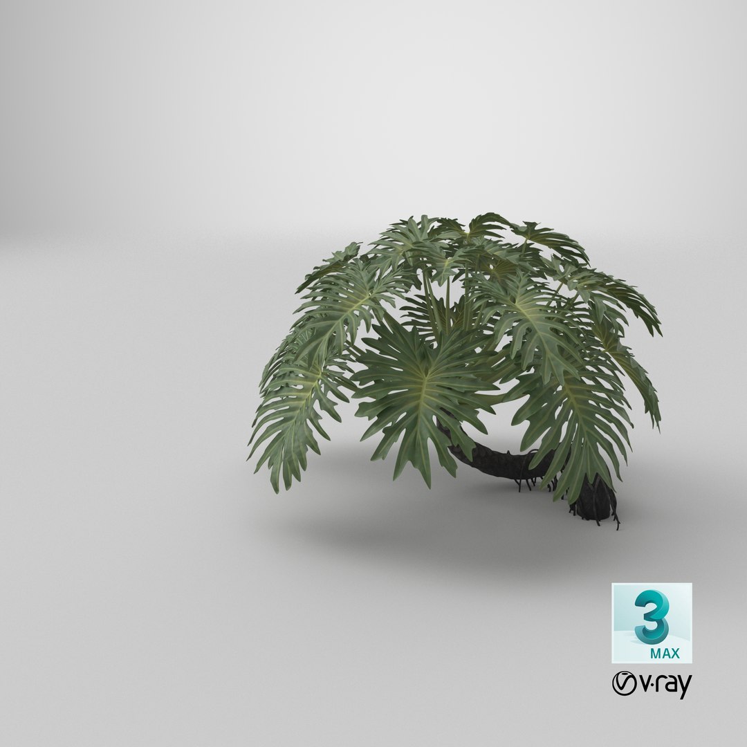 Philodendron Selloanum 3D model https://p.turbosquid.com/ts-thumb/pz/4TZRFw/HB/stemcell_max_vray_render/png/1684643016/1920x1080/fit_q87/ad83e4b071cfa3aaf9820eee935ab4b533c6f8ac/stemcell_max_vray_render.jpg