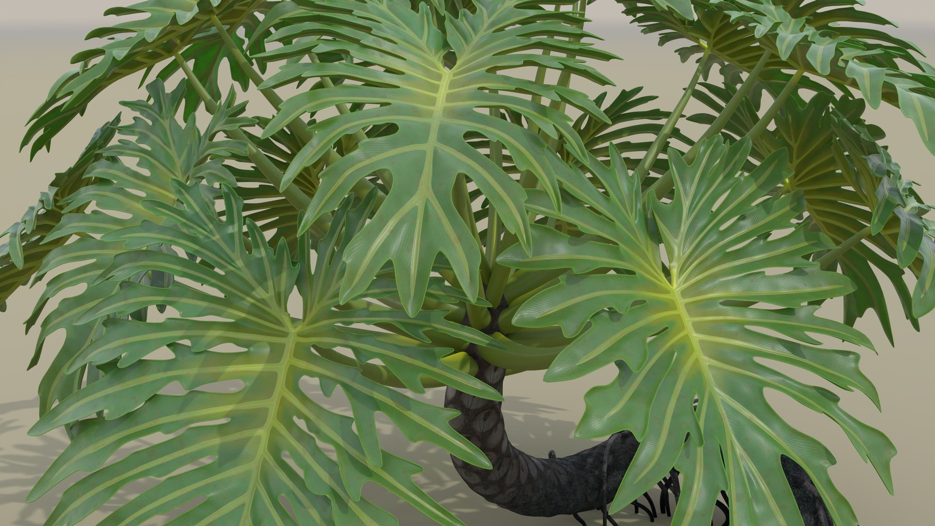 Philodendron Selloanum 3D model https://p.turbosquid.com/ts-thumb/pz/4TZRFw/KQ/philodendron_selloanum_022_sky_environment/png/1682318685/1920x1080/fit_q87/98e0003db80d854dba4c02f8cfb4abfbc6d6ab2a/philodendron_selloanum_022_sky_environment.jpg