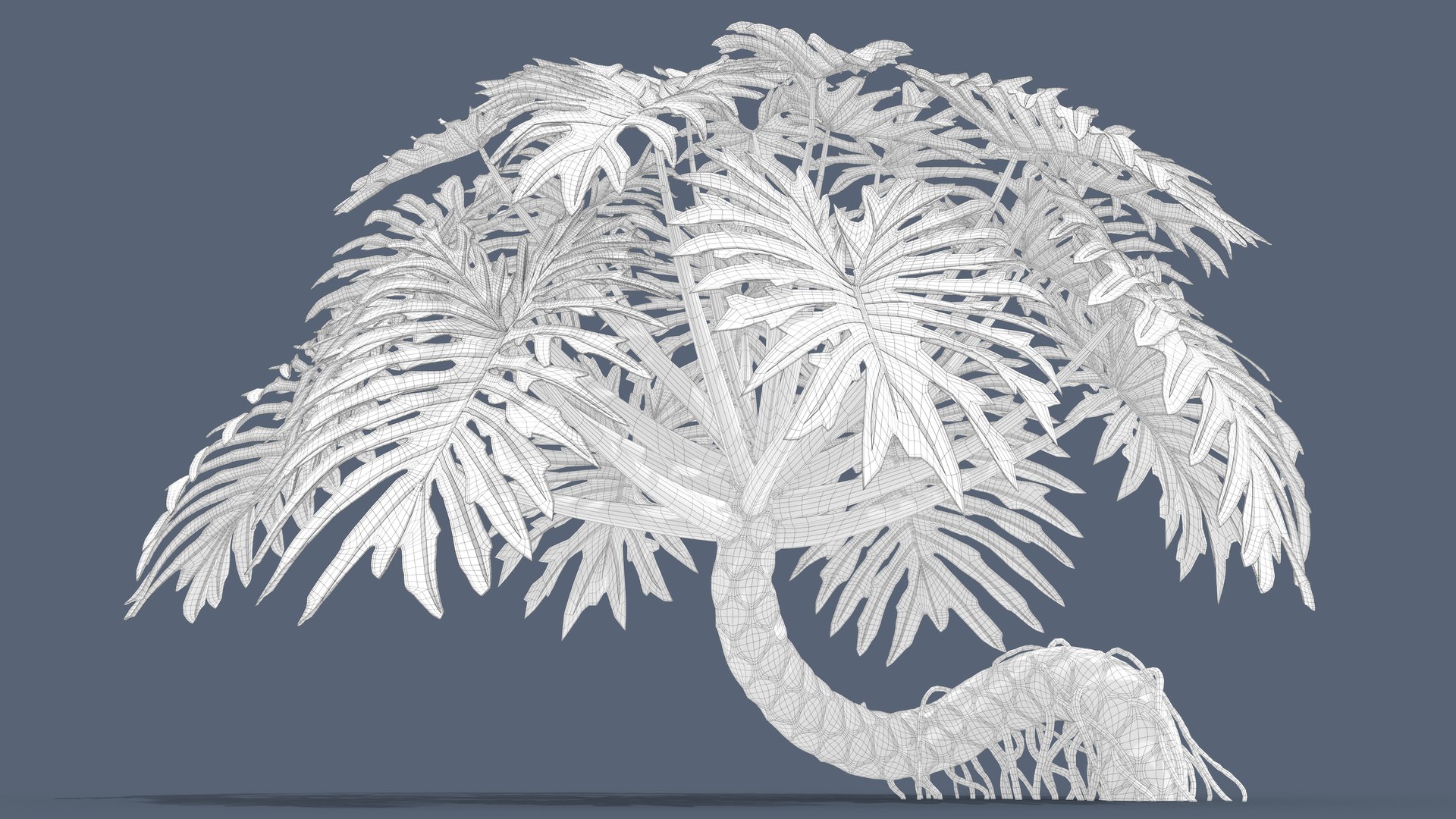 Philodendron Selloanum 3D model https://p.turbosquid.com/ts-thumb/pz/4TZRFw/TE/philodendron_selloanum_213_wireframe/png/1682317291/1920x1080/fit_q87/dc89f058226ef28e7c45e3bc589bfe12763fa61f/philodendron_selloanum_213_wireframe.jpg