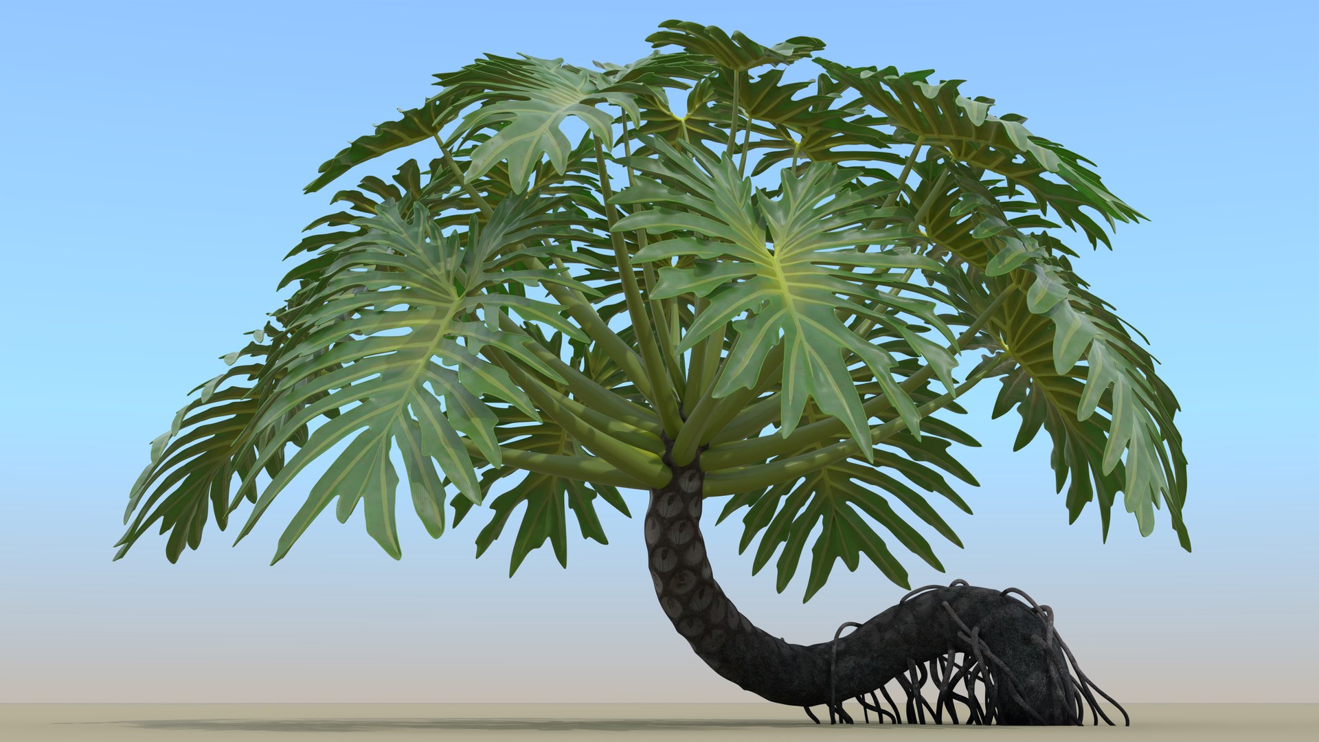Philodendron Selloanum 3D model https://p.turbosquid.com/ts-thumb/pz/4TZRFw/Tz/philodendron_selloanum_212_sky_environment/png/1682319042/1920x1080/fit_q87/208cf80872b11b6c1dc32ea1eb6540ff09247ad3/philodendron_selloanum_212_sky_environment.jpg