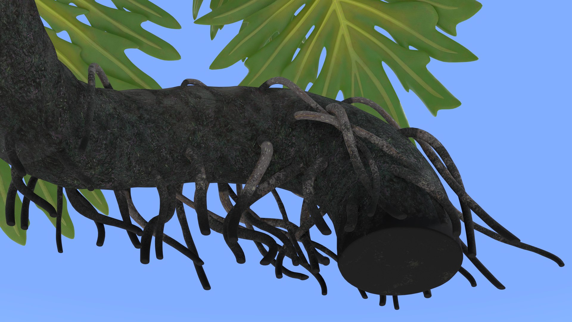 Philodendron Selloanum 3D model https://p.turbosquid.com/ts-thumb/pz/4TZRFw/UZ/philodendron_selloanum_262_sky_environment/png/1682319328/1920x1080/fit_q87/1e1f395d39d2ad5c3b8a043978381dc9cb7ed60d/philodendron_selloanum_262_sky_environment.jpg