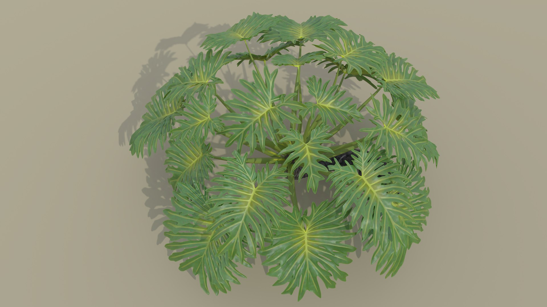 Philodendron Selloanum 3D model https://p.turbosquid.com/ts-thumb/pz/4TZRFw/VF/philodendron_selloanum_062_sky_environment/png/1682319127/1920x1080/fit_q87/2f1b5625c98934cf063b92404e6592955c277731/philodendron_selloanum_062_sky_environment.jpg