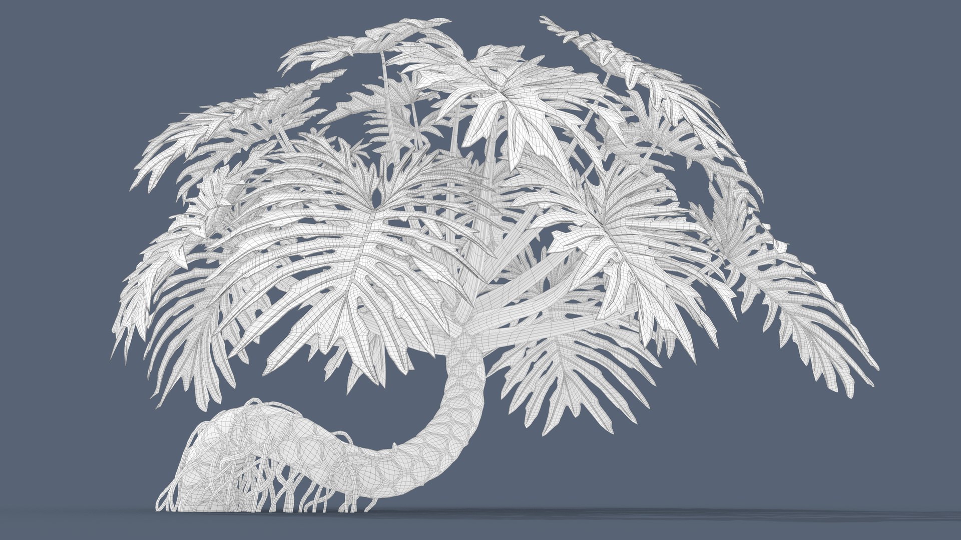 Philodendron Selloanum 3D model https://p.turbosquid.com/ts-thumb/pz/4TZRFw/Yf/philodendron_selloanum_053_wireframe/png/1682317122/1920x1080/fit_q87/91d8c15bda0dd72001425d440974c6905e4e18c6/philodendron_selloanum_053_wireframe.jpg