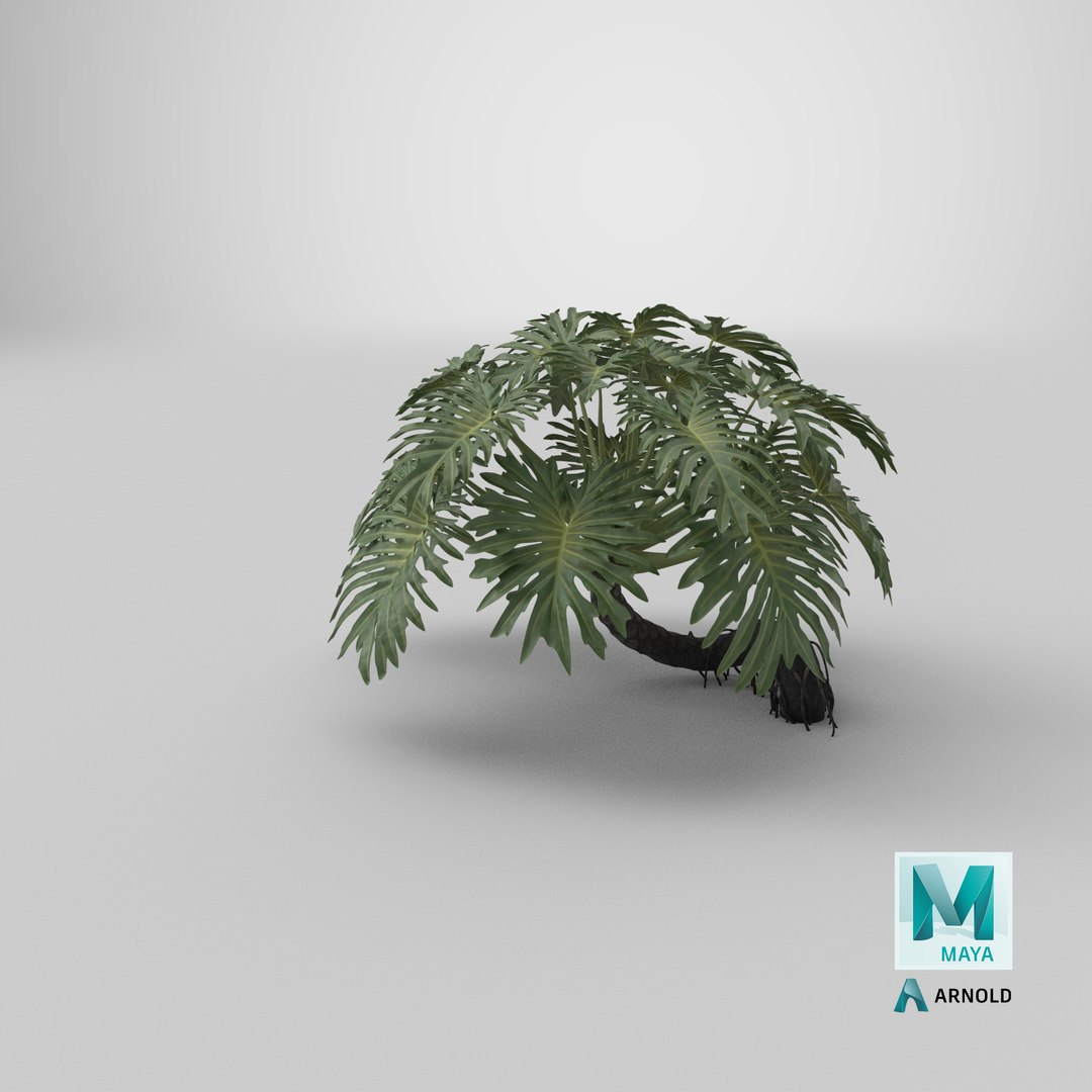 Philodendron Selloanum 3D model https://p.turbosquid.com/ts-thumb/pz/4TZRFw/Z4/stemcell_maya_arnold_render/png/1684643014/1920x1080/fit_q87/628e27e7d8c9cc7102106e6b21231f01a0be65ea/stemcell_maya_arnold_render.jpg