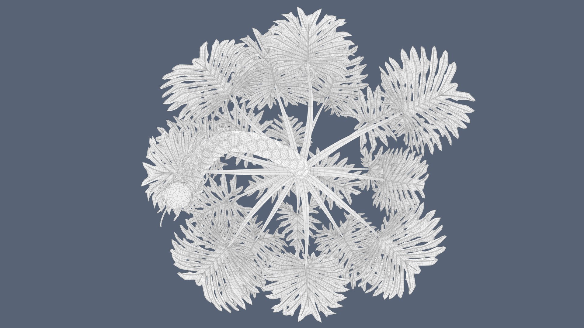 Philodendron Selloanum 3D model https://p.turbosquid.com/ts-thumb/pz/4TZRFw/Zo/philodendron_selloanum_253_wireframe/png/1682317331/1920x1080/fit_q87/0b4046b989096973e692e7ceaf70acd1e7170eed/philodendron_selloanum_253_wireframe.jpg