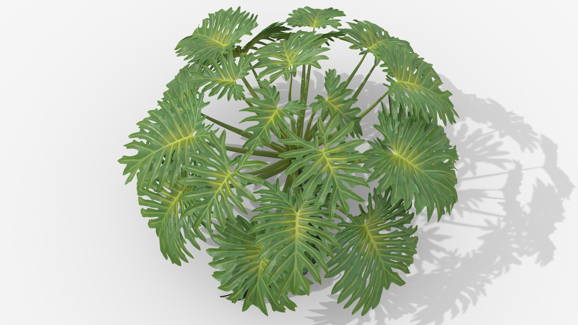 Philodendron Selloanum 3D model https://p.turbosquid.com/ts-thumb/pz/4TZRFw/aZ/philodendron_selloanum_231_blank_bg/png/1682319296/1920x1080/fit_q87/5b374e0537fd571fcae45879e0491fa359f47b2e/philodendron_selloanum_231_blank_bg.jpg