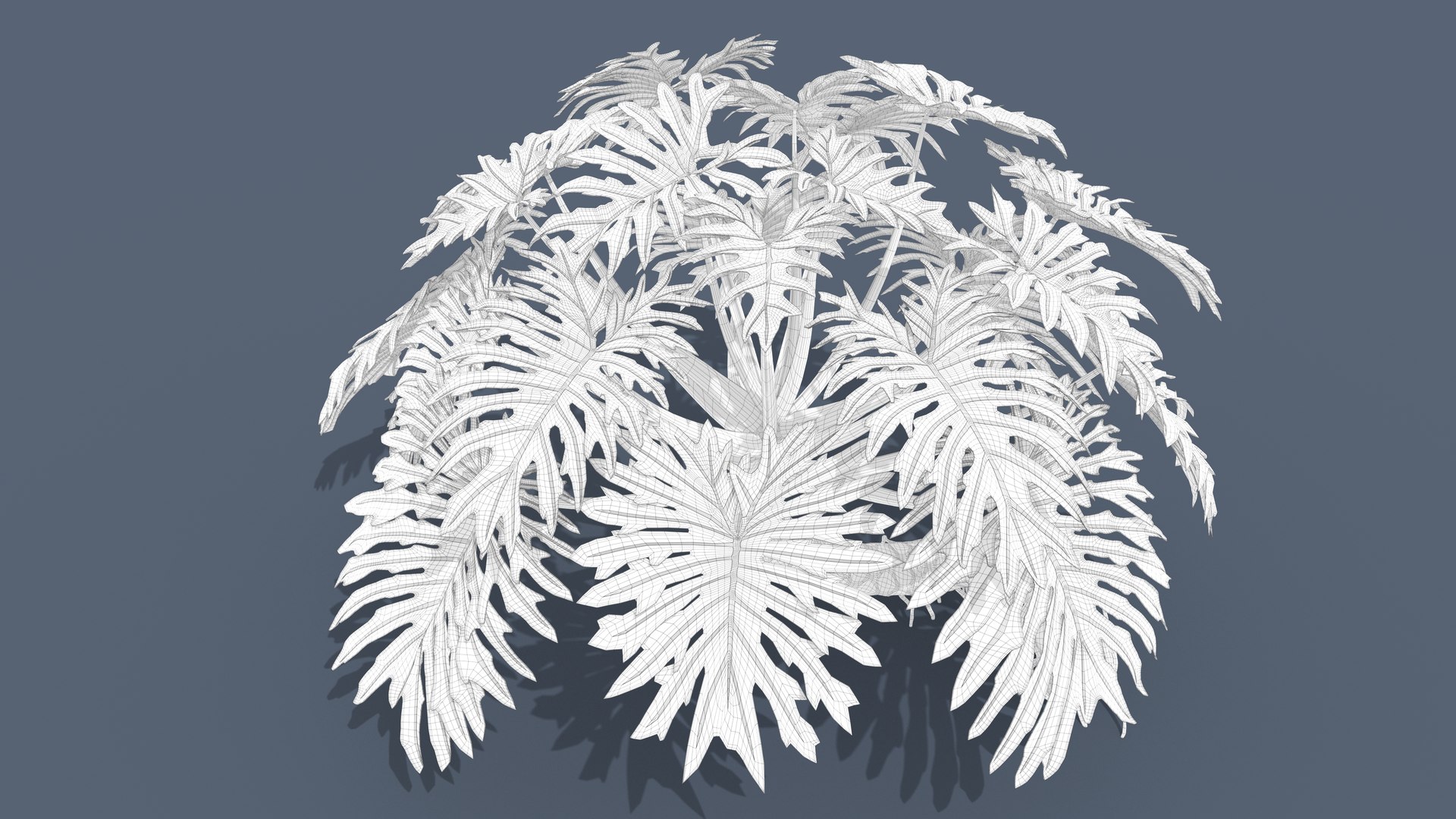 Philodendron Selloanum 3D model https://p.turbosquid.com/ts-thumb/pz/4TZRFw/b8/philodendron_selloanum_203_wireframe/png/1682319190/1920x1080/fit_q87/f1d9c598f61ba078035fd9de23c201173ce2d17d/philodendron_selloanum_203_wireframe.jpg