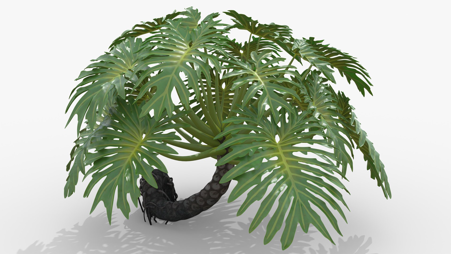 Philodendron Selloanum 3D model https://p.turbosquid.com/ts-thumb/pz/4TZRFw/bL/philodendron_selloanum_131_blank_bg/png/1682319182/1920x1080/fit_q87/8bd52648ff8bf82fc87c272675ea0572f8a1f7b0/philodendron_selloanum_131_blank_bg.jpg