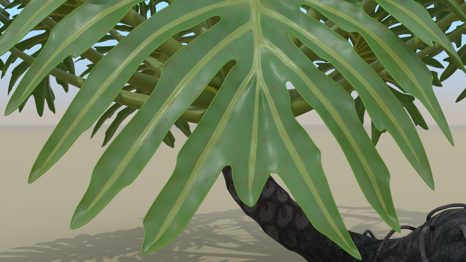 Philodendron Selloanum 3D model https://p.turbosquid.com/ts-thumb/pz/4TZRFw/i7/philodendron_selloanum_082_sky_environment/png/1682318952/1920x1080/fit_q87/996ec3f8c4a82c01cb4a788b3891a69bfa6ac7ac/philodendron_selloanum_082_sky_environment.jpg