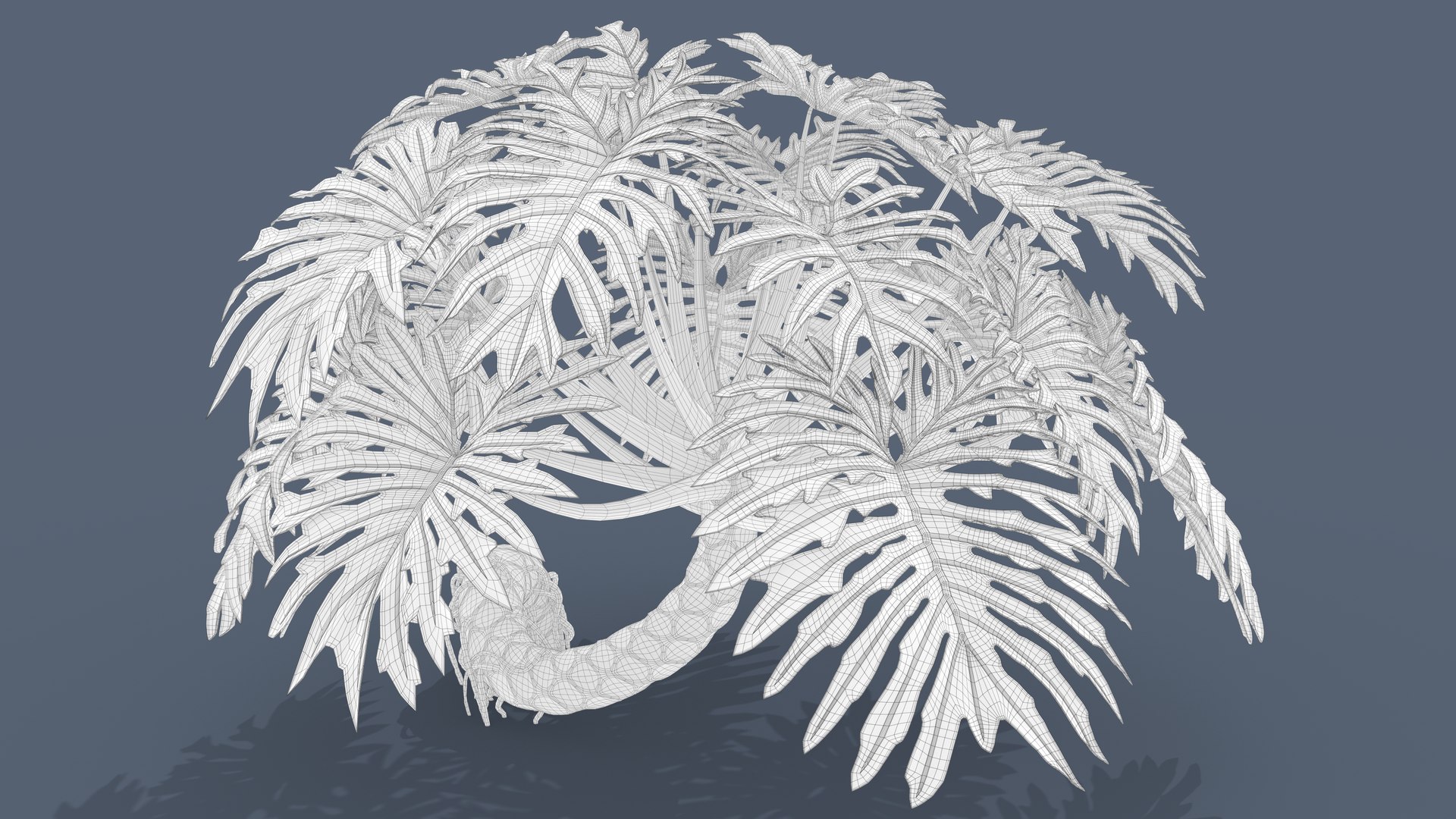 Philodendron Selloanum 3D model https://p.turbosquid.com/ts-thumb/pz/4TZRFw/le/philodendron_selloanum_133_wireframe/png/1682319179/1920x1080/fit_q87/820cabe97b7d411ef8a91b6c735c402296a151cc/philodendron_selloanum_133_wireframe.jpg
