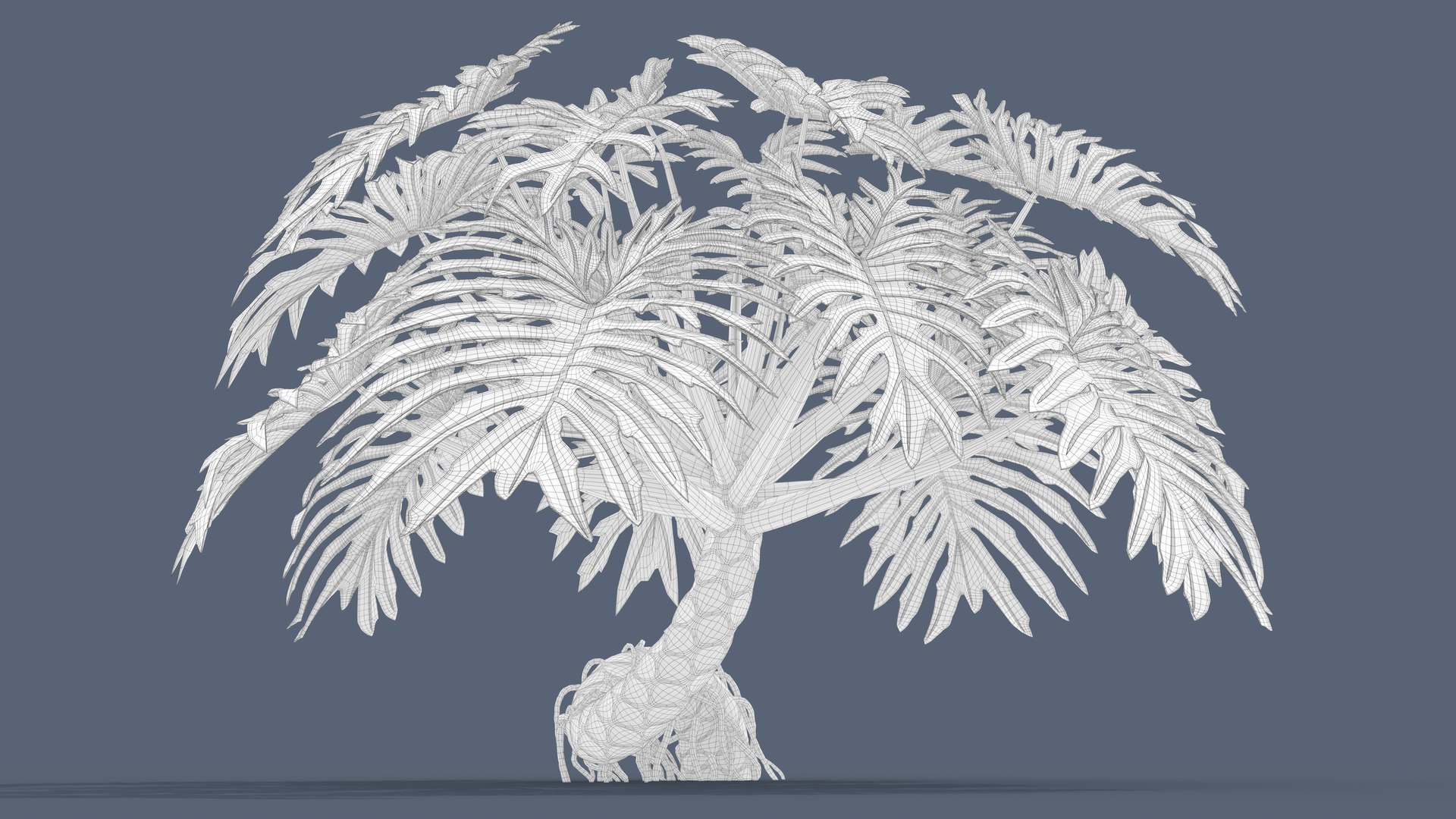 Philodendron Selloanum 3D model https://p.turbosquid.com/ts-thumb/pz/4TZRFw/lo/philodendron_selloanum_073_wireframe/png/1682317129/1920x1080/fit_q87/5b911ab8ac1205a994d021b864f5d2f86d01b732/philodendron_selloanum_073_wireframe.jpg