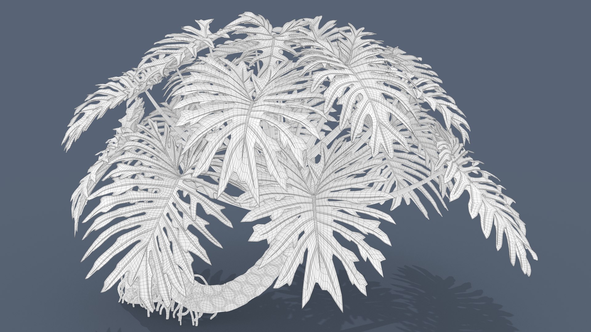 Philodendron Selloanum 3D model https://p.turbosquid.com/ts-thumb/pz/4TZRFw/mJ/philodendron_selloanum_123_wireframe/png/1682319027/1920x1080/fit_q87/0a701d5a61f9c9c994a91a09830cf7db2e0361c6/philodendron_selloanum_123_wireframe.jpg