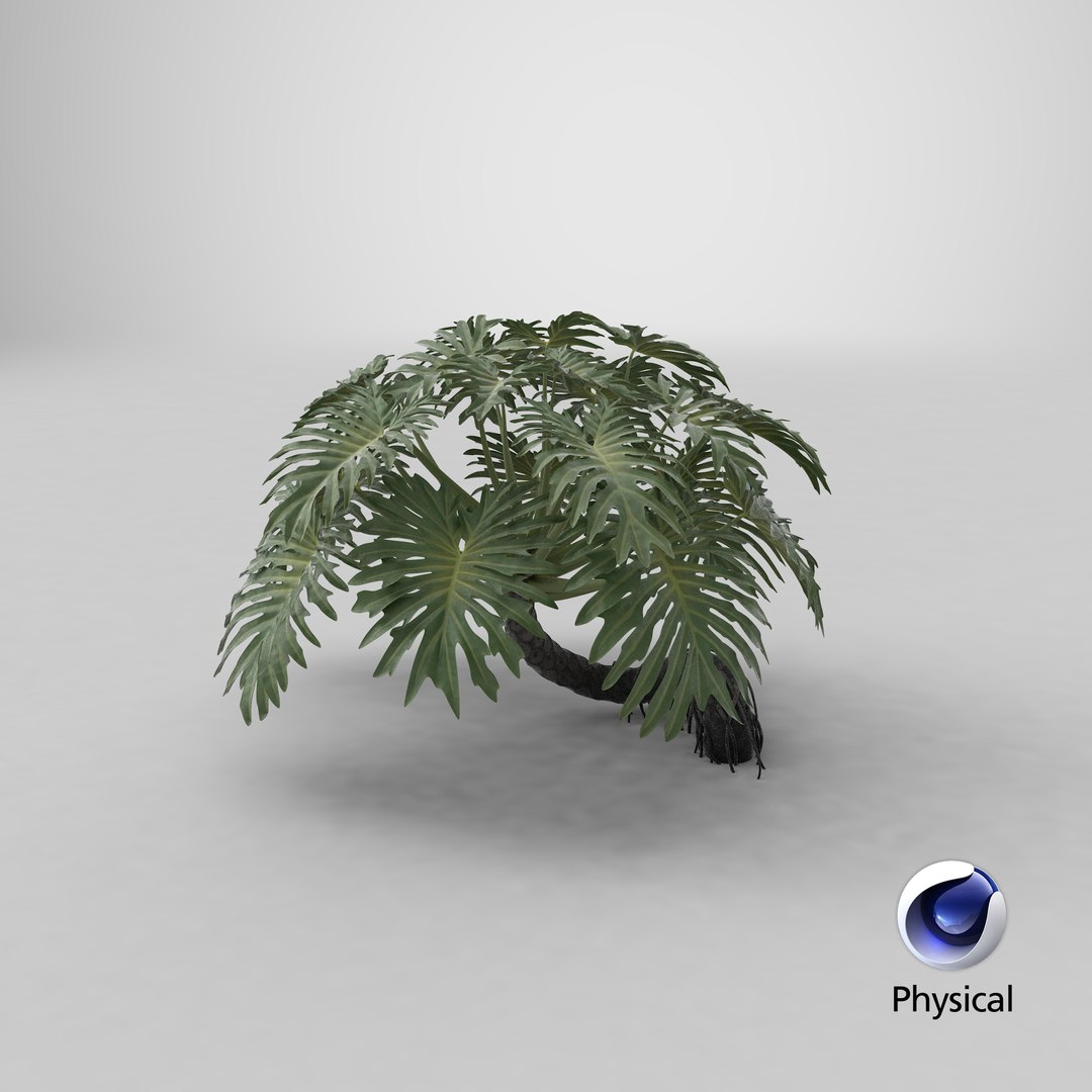 Philodendron Selloanum 3D model https://p.turbosquid.com/ts-thumb/pz/4TZRFw/o7/stemcell_cinema_4d_physical_render/png/1684643022/1920x1080/fit_q87/d9e67de5d5eb0cb4c27e706b46bd824703b8e6e8/stemcell_cinema_4d_physical_render.jpg
