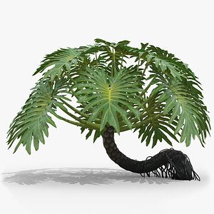 Philodendron Selloanum