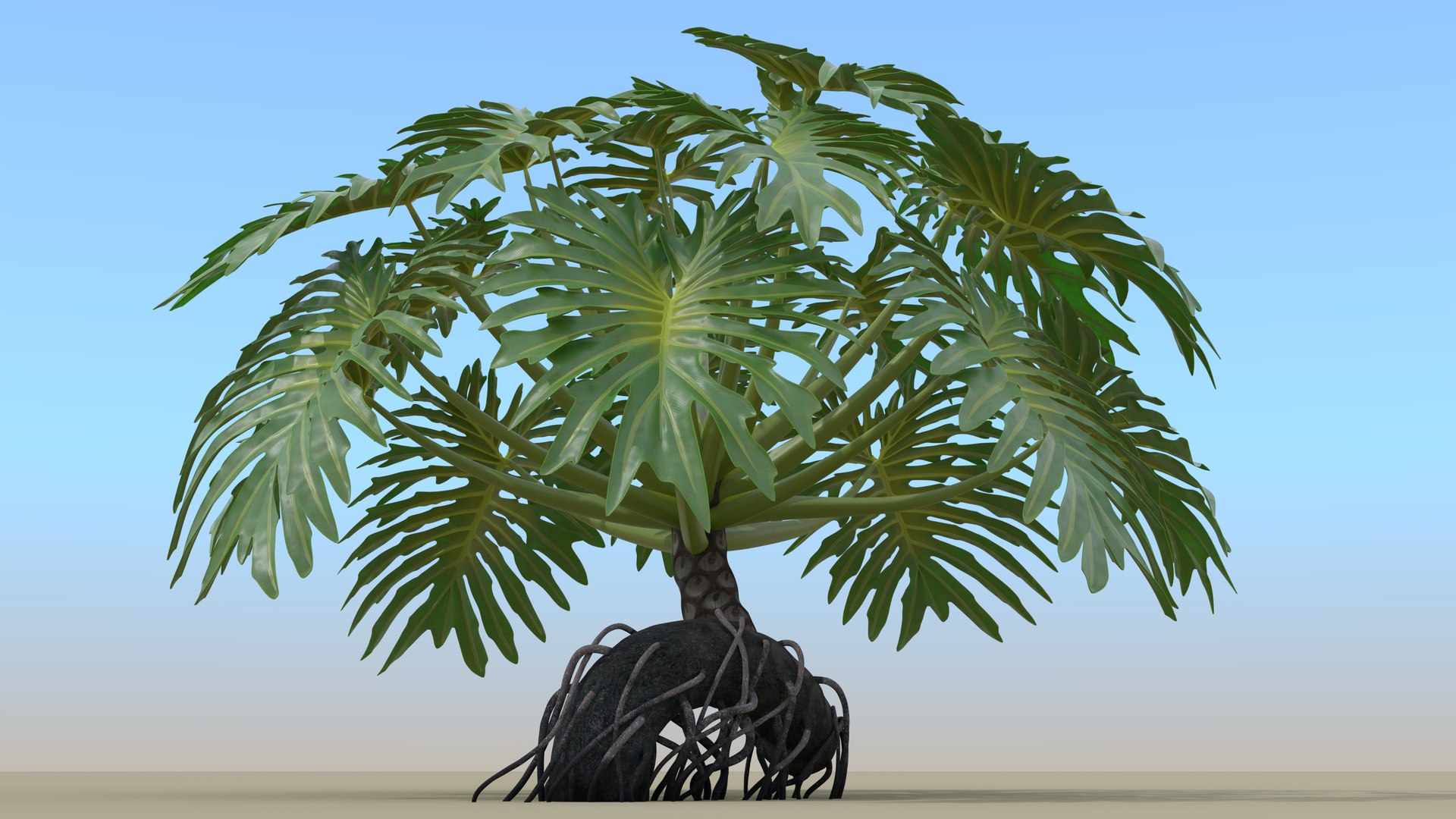 Philodendron Selloanum 3D model https://p.turbosquid.com/ts-thumb/pz/4TZRFw/rV/philodendron_selloanum_032_sky_environment/png/1682318796/1920x1080/fit_q87/03f26a00237e6c57da24751183287e7aa2070219/philodendron_selloanum_032_sky_environment.jpg