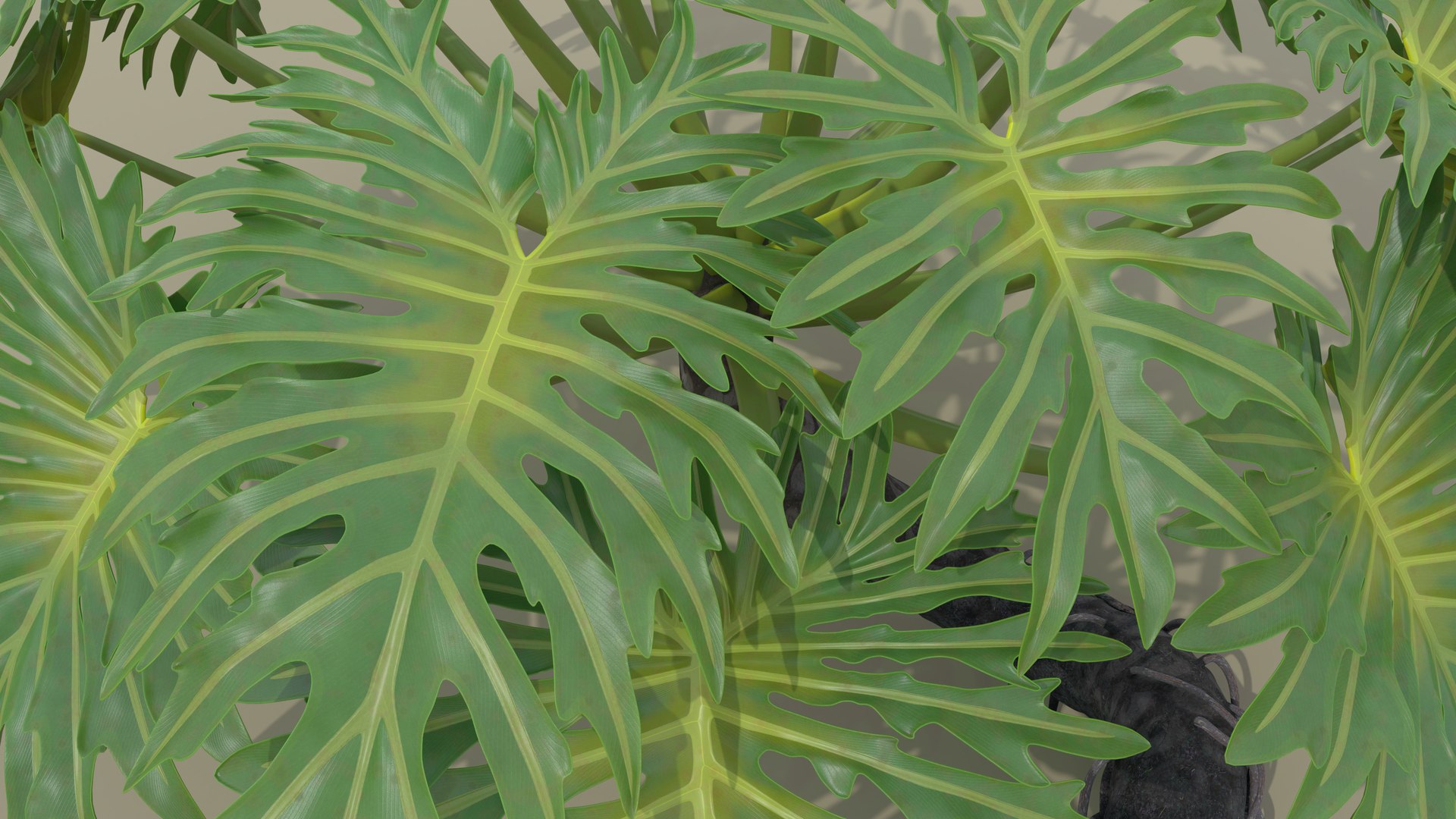 Philodendron Selloanum 3D model https://p.turbosquid.com/ts-thumb/pz/4TZRFw/sT/philodendron_selloanum_042_sky_environment/png/1682320560/1920x1080/fit_q87/70e3b1ed3131a5ef44cc20a271d092630f402a38/philodendron_selloanum_042_sky_environment.jpg