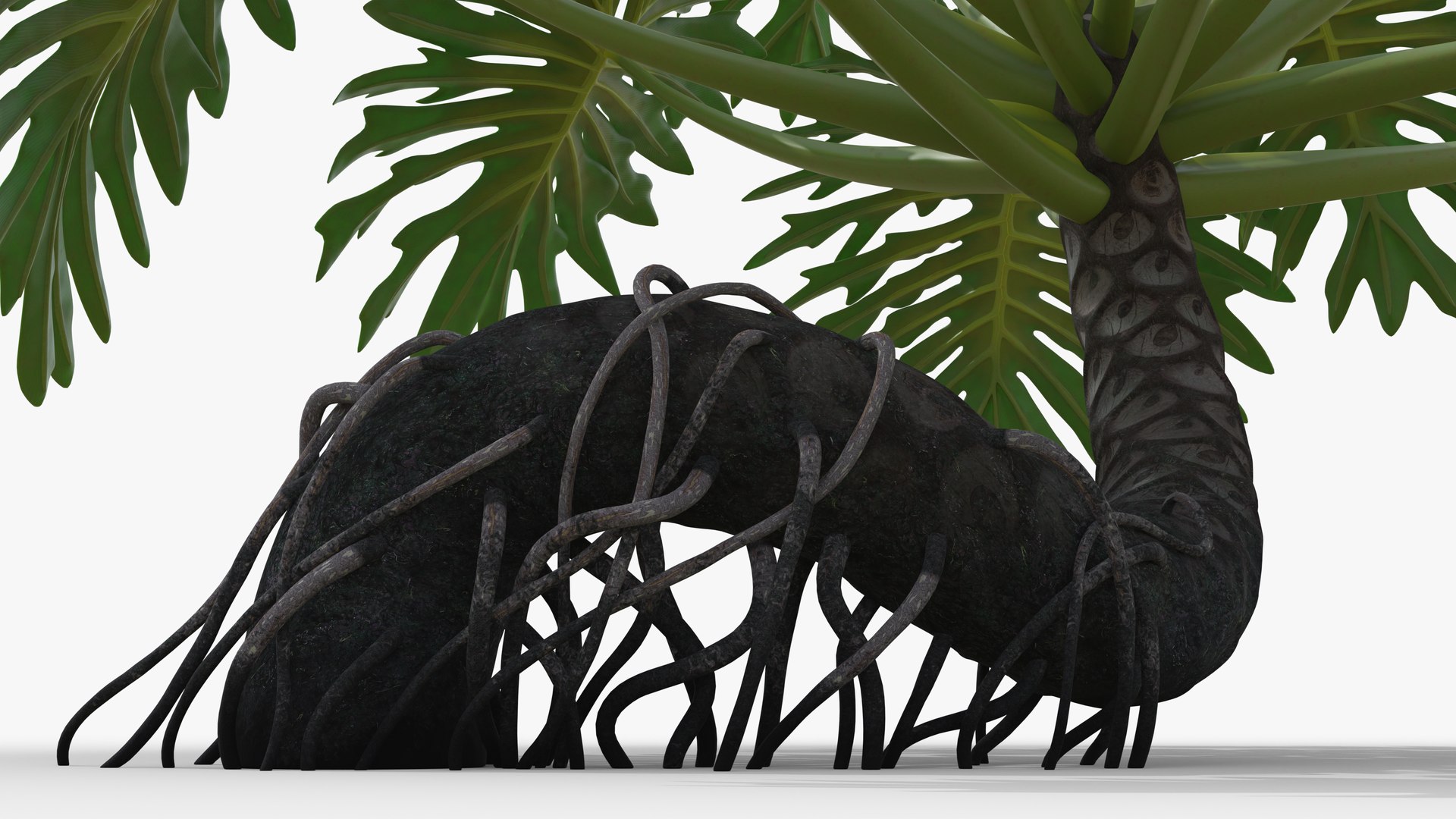 Philodendron Selloanum 3D model https://p.turbosquid.com/ts-thumb/pz/4TZRFw/sa/philodendron_selloanum_241_blank_bg/png/1682319306/1920x1080/fit_q87/d44141d7af3a8cbea889492e7fd0cfa6c571defc/philodendron_selloanum_241_blank_bg.jpg