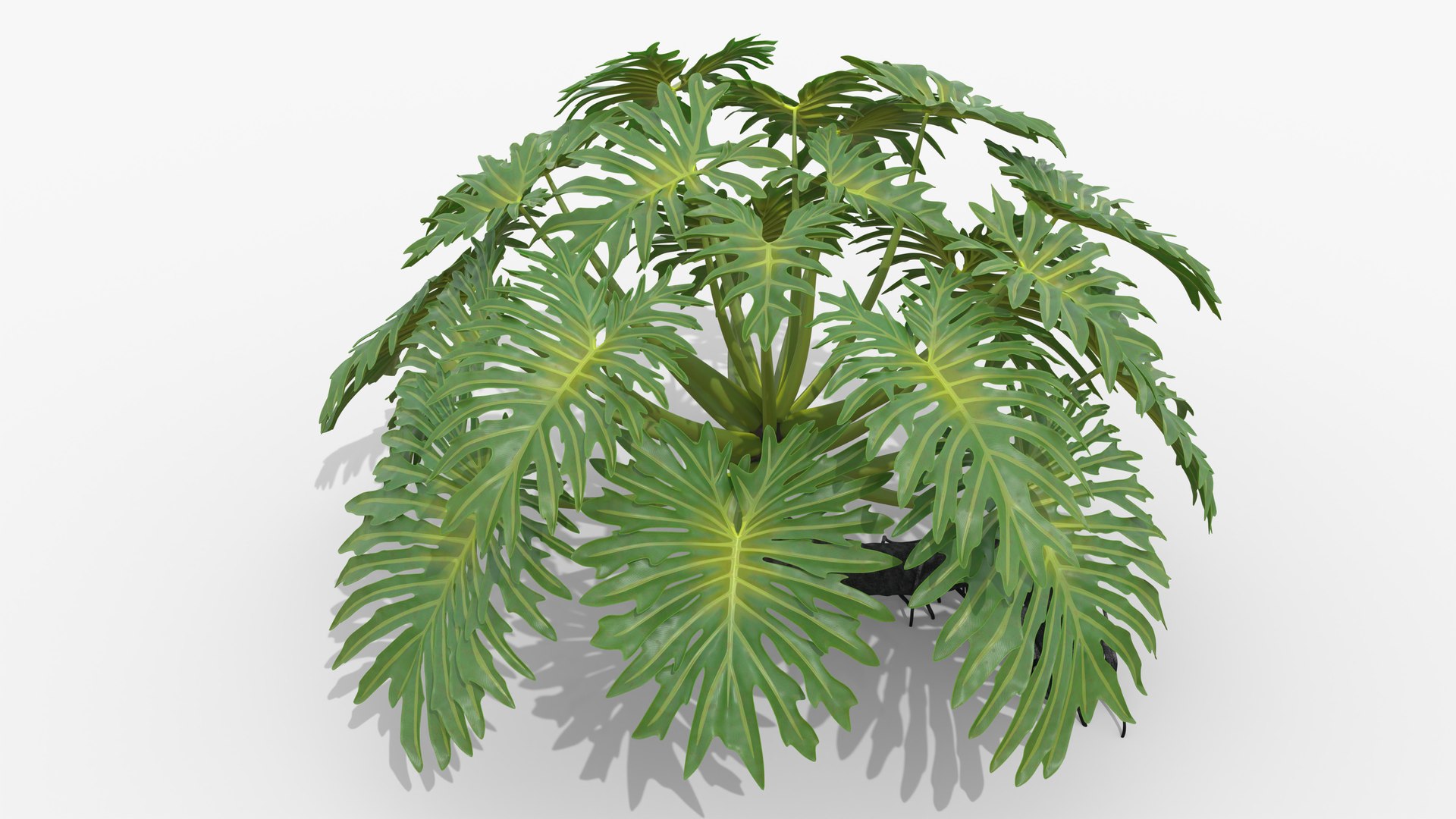 Philodendron Selloanum 3D model https://p.turbosquid.com/ts-thumb/pz/4TZRFw/wM/philodendron_selloanum_201_blank_bg/png/1682319190/1920x1080/fit_q87/b15e7d89c60d2c019d4ba76c3e6be38449d74596/philodendron_selloanum_201_blank_bg.jpg