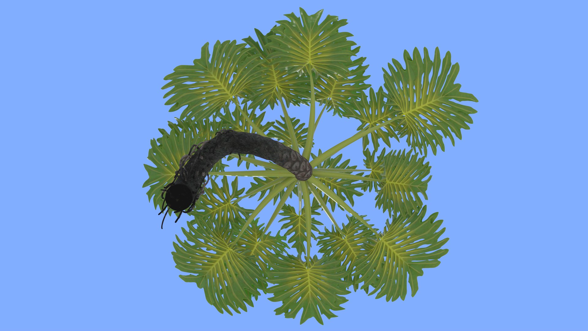 Philodendron Selloanum 3D model https://p.turbosquid.com/ts-thumb/pz/4TZRFw/ws/philodendron_selloanum_252_sky_environment/png/1682318961/1920x1080/fit_q87/e058da01a94086490099dc22ee3df5d2d5eeaf06/philodendron_selloanum_252_sky_environment.jpg