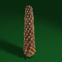 pine cone